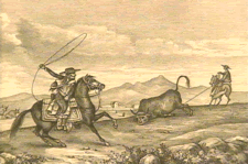 Drawing of cowboys roping a bull